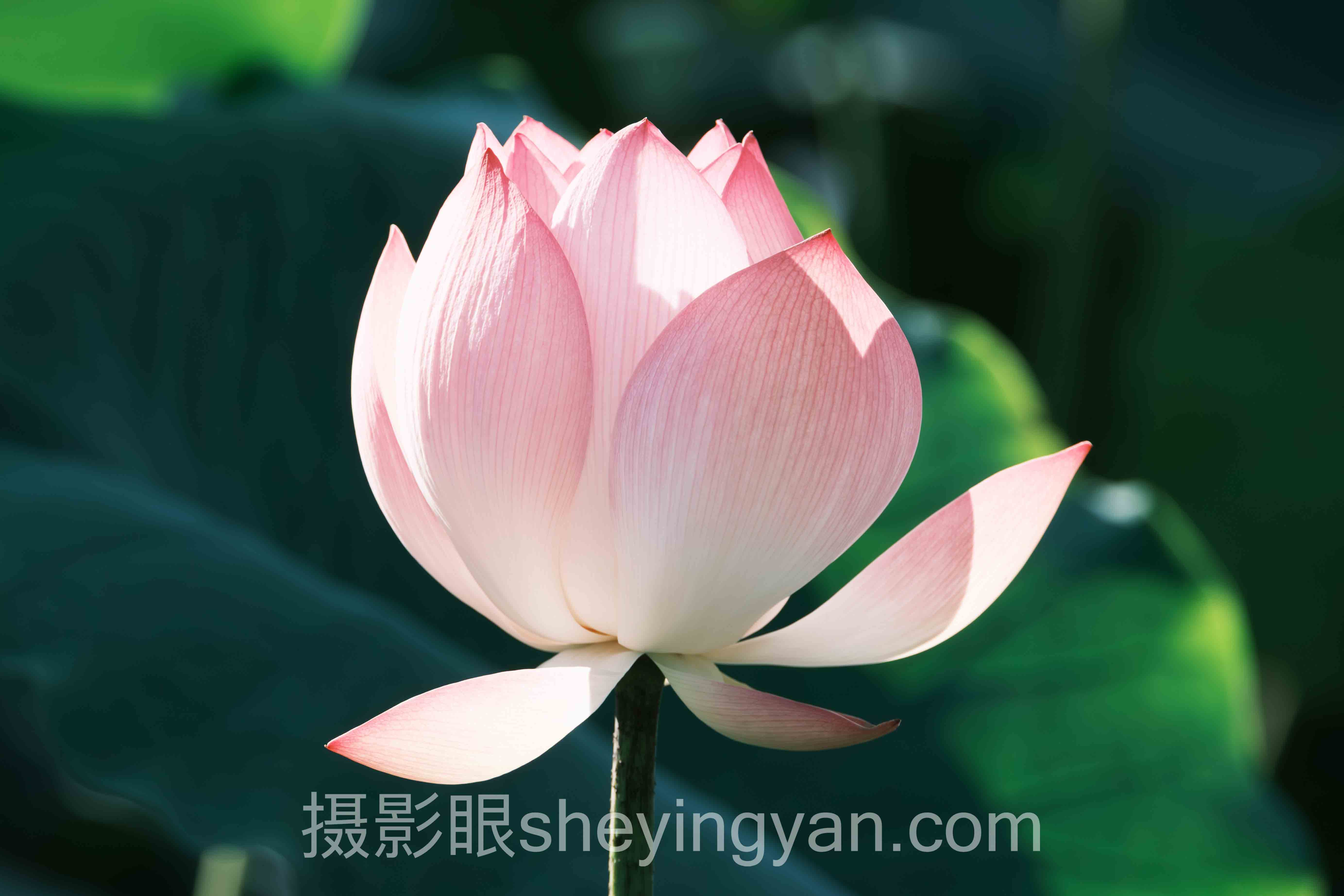 专家深度解读：提高摄影认知线上课的机遇与挑战