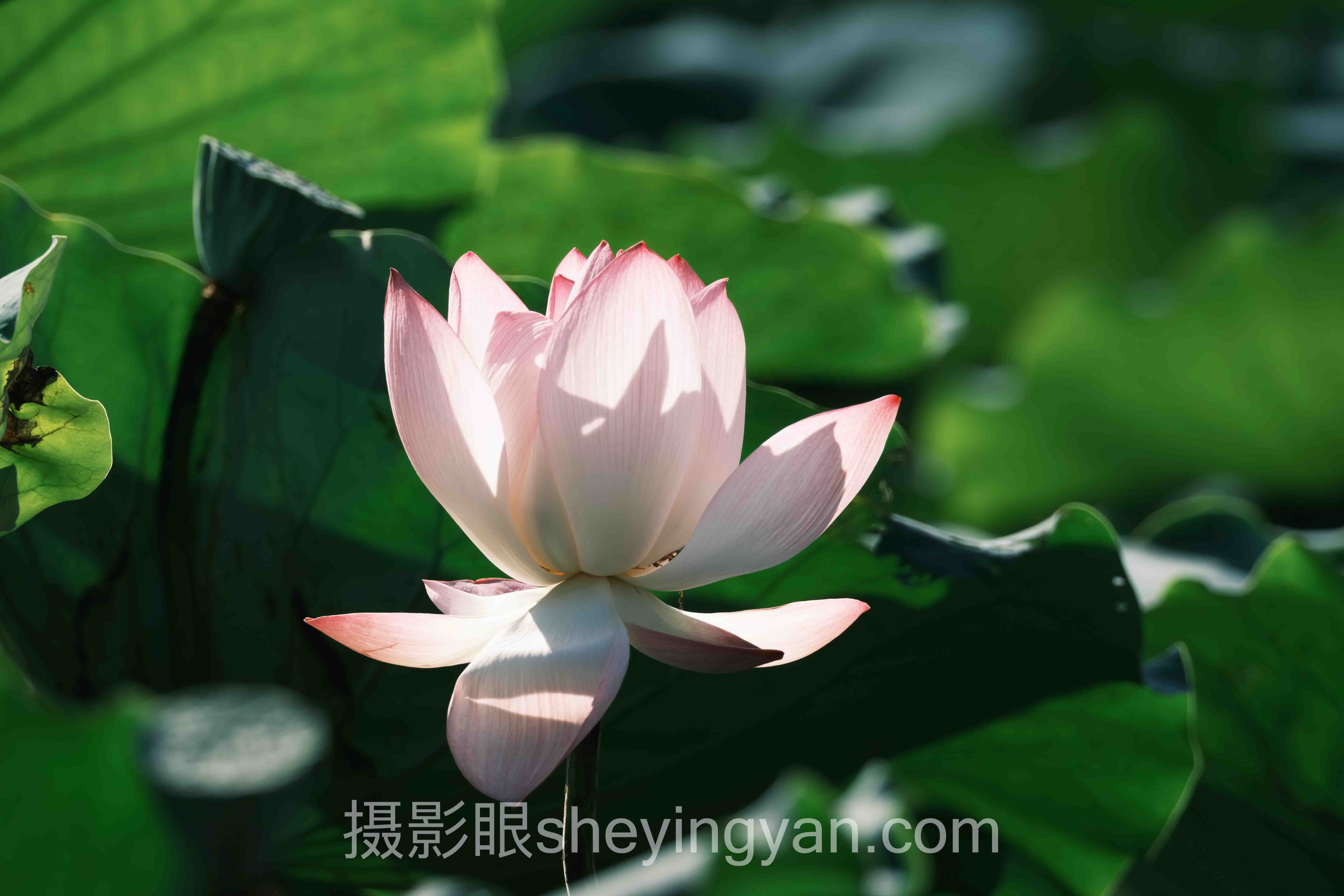关于哈苏相机入门的5个关键问题，一次说清