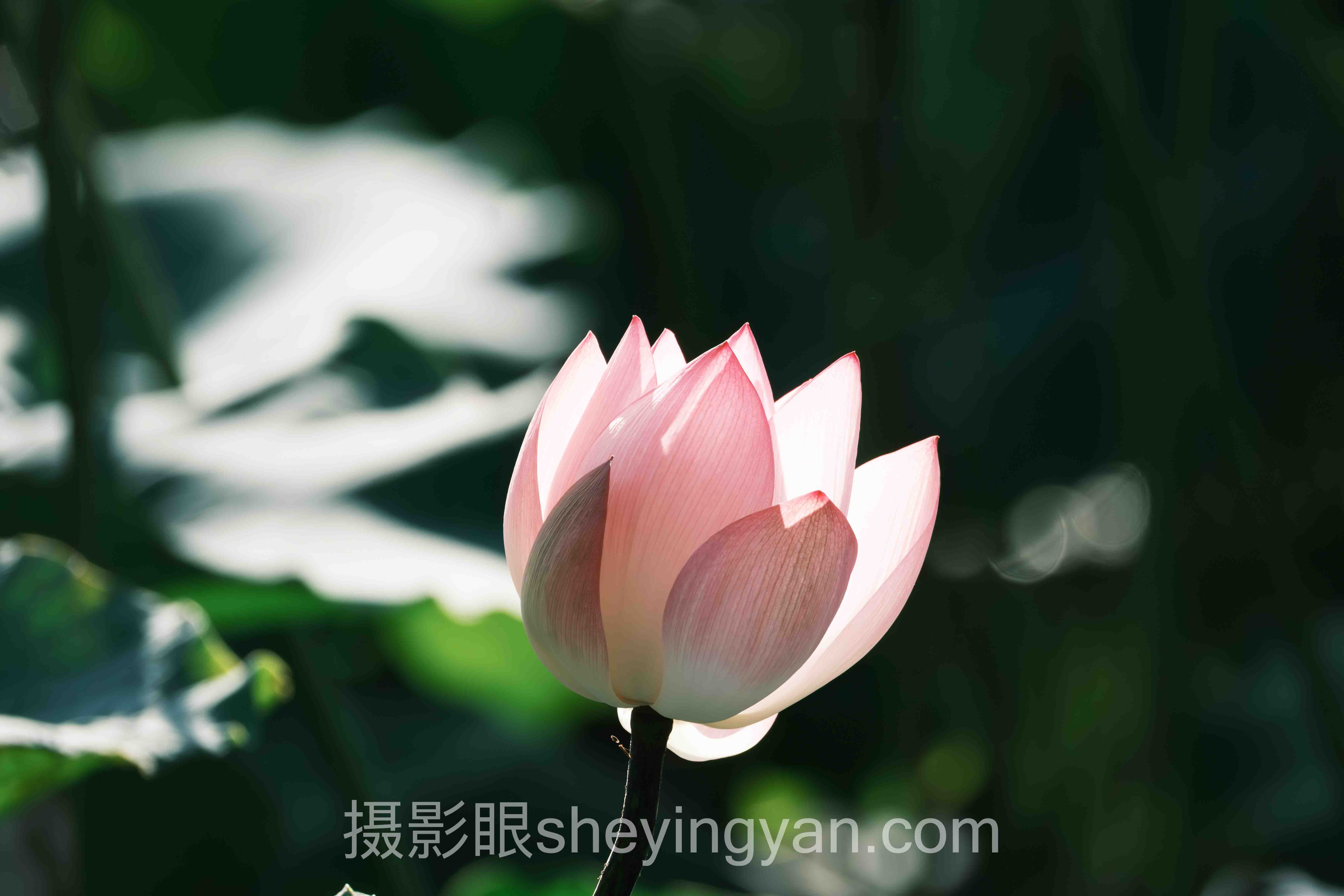 照片打分软件哪个好十人谈：多位专家的核心观点汇总