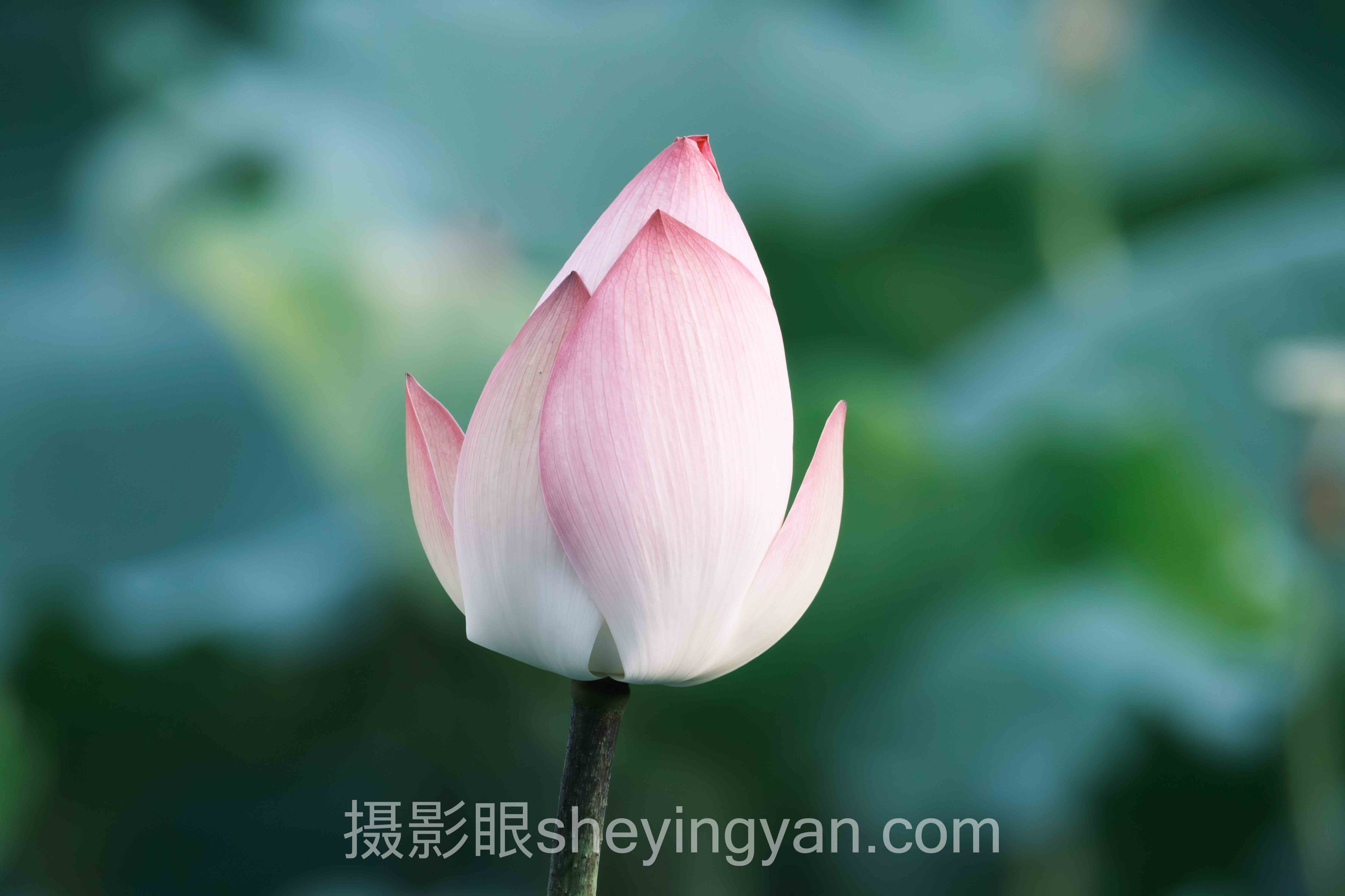 摄影眼优惠活动实战案例拆解：3个成功实践的共同规律