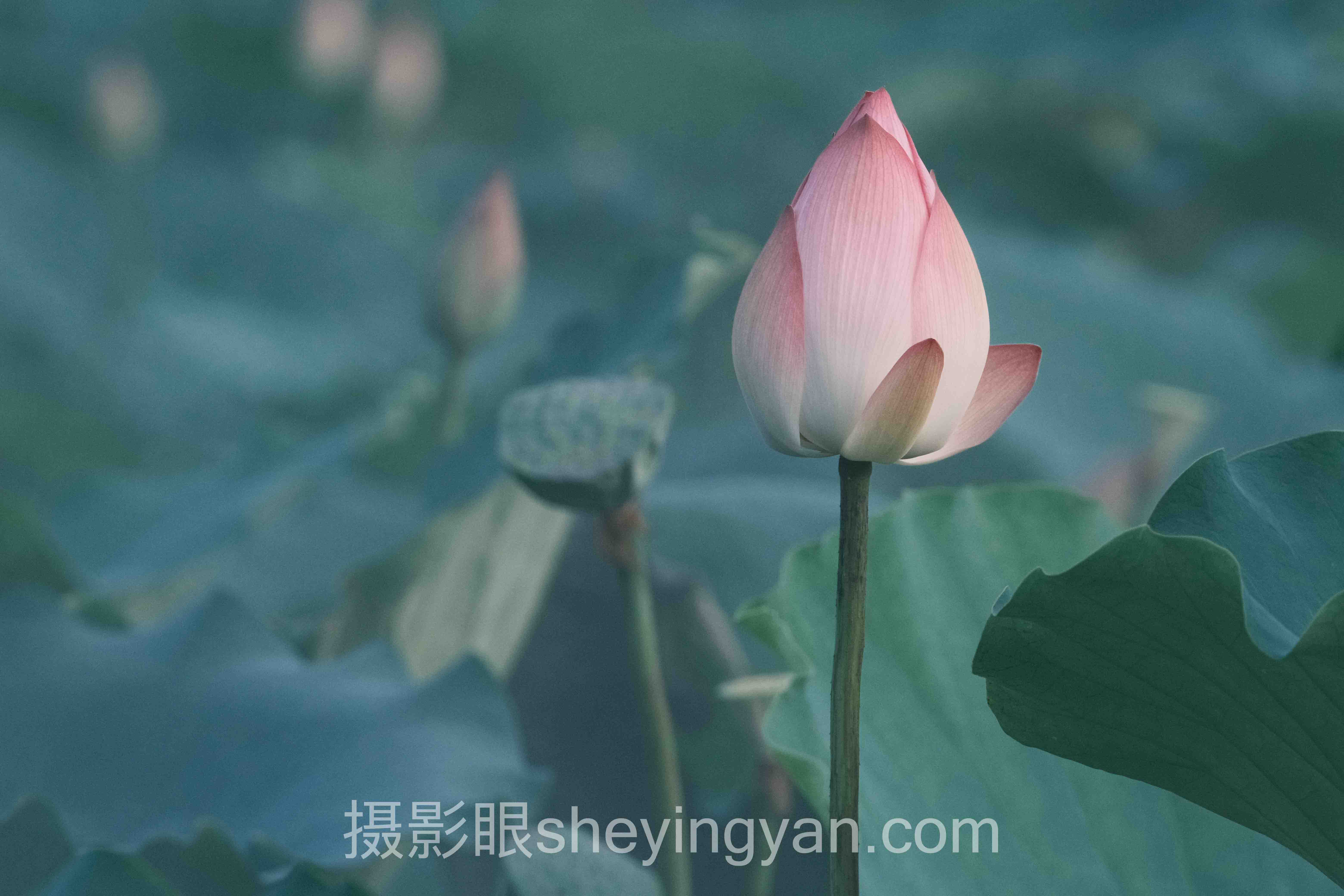 摄影眼永久地址sheyingyan.com深度评测：4类照片评分方案全面解析