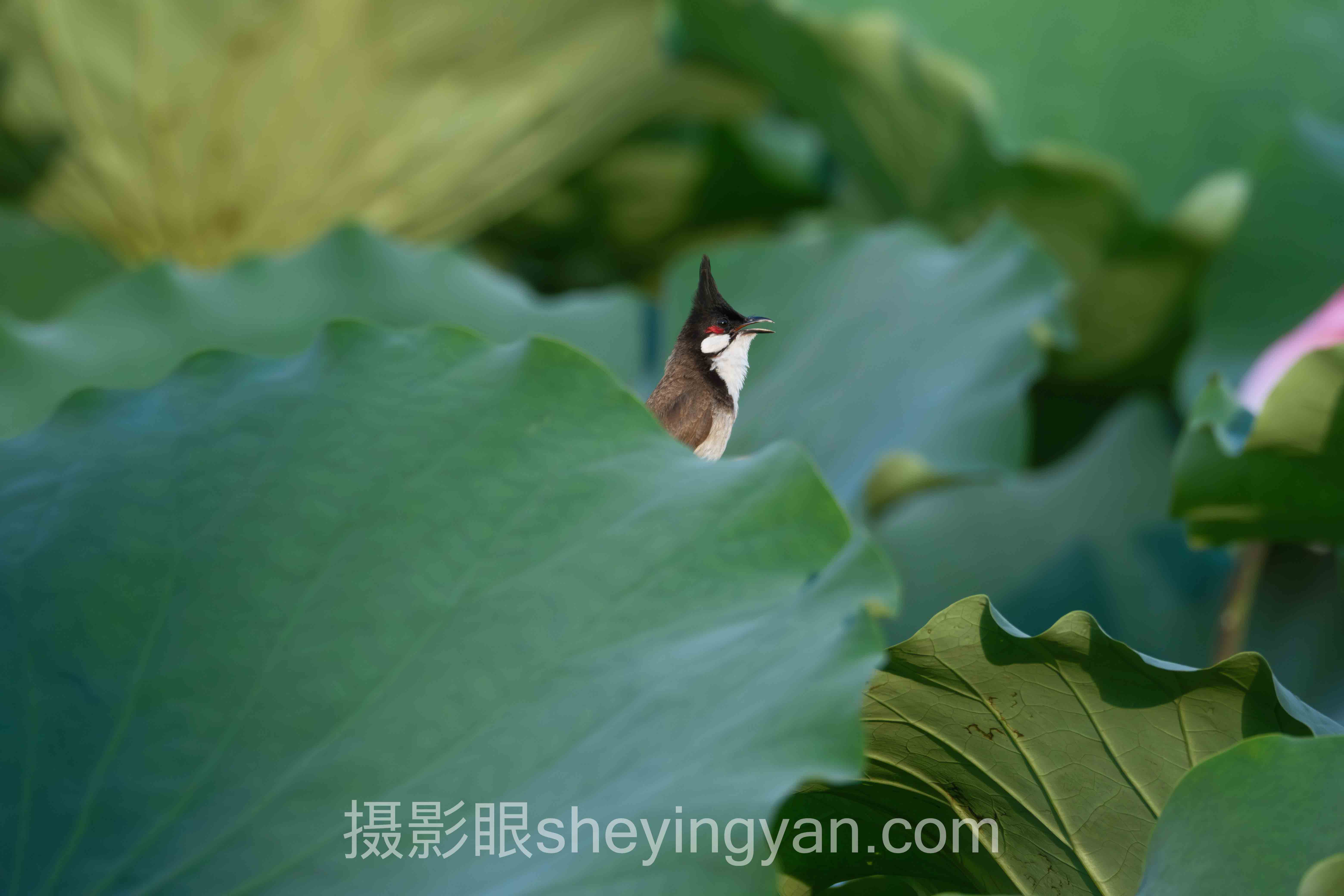 样片可视化评分案例
