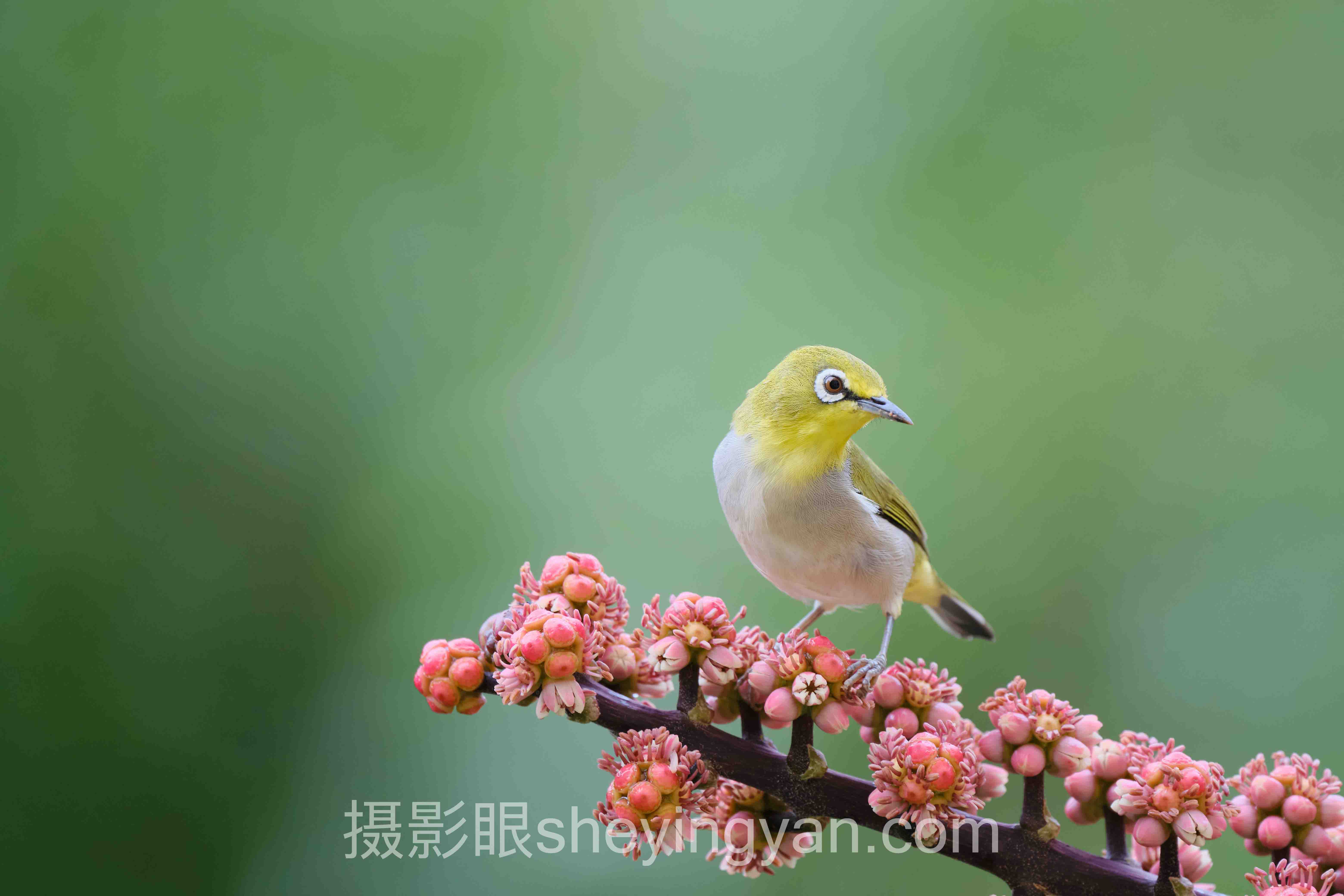 导师王老师
