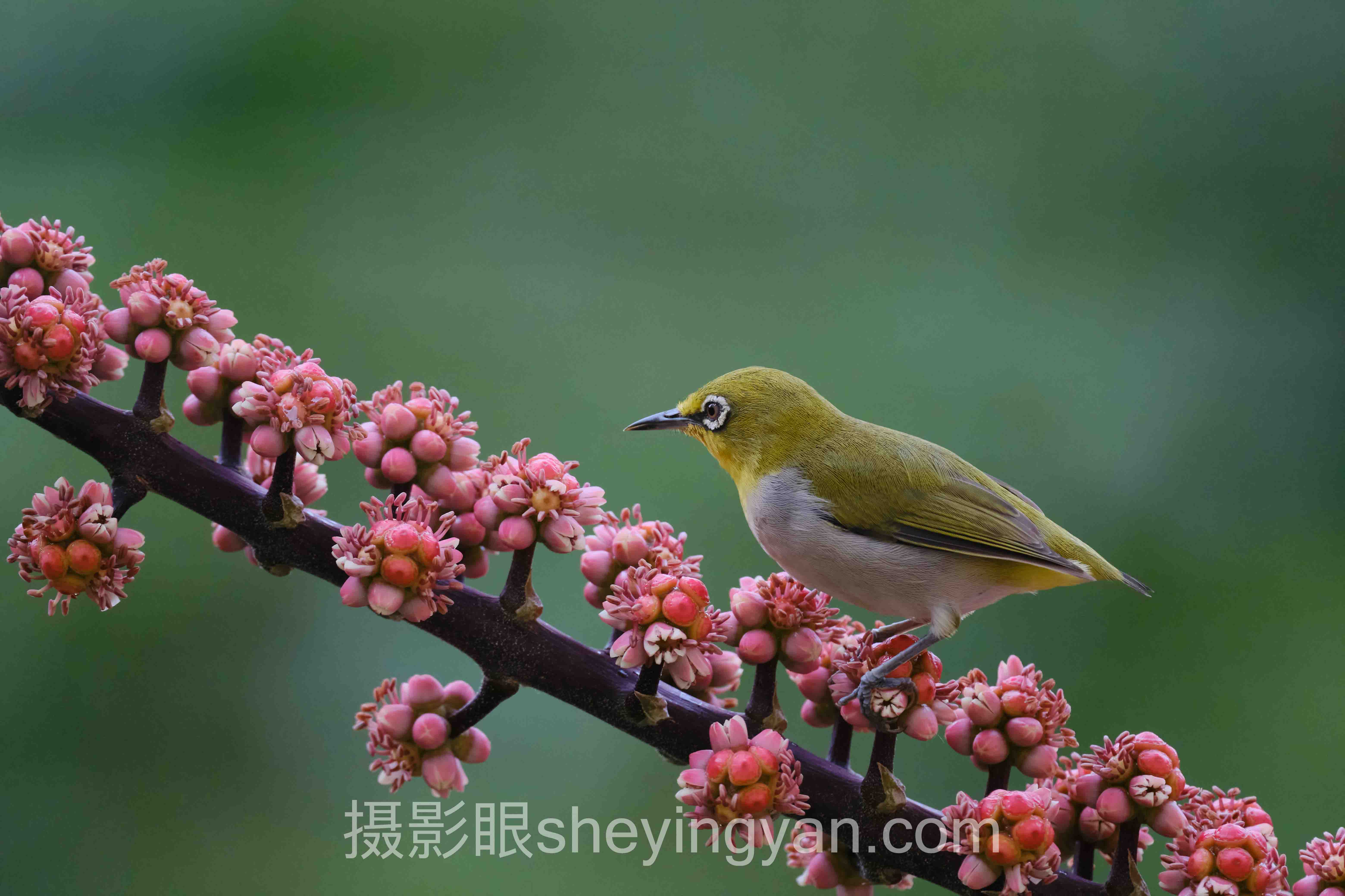 导师李老师