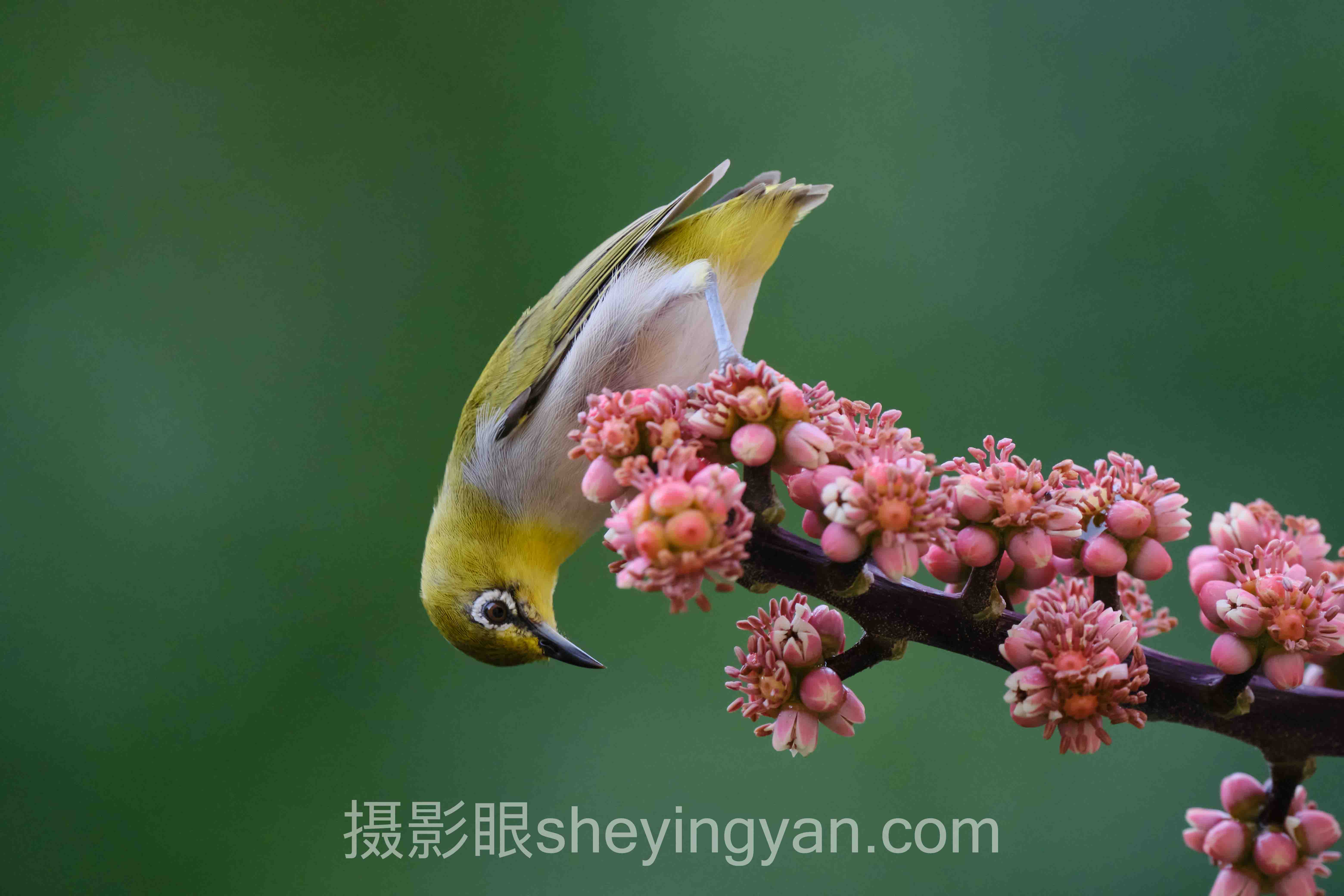 摄影眼照片评分平台