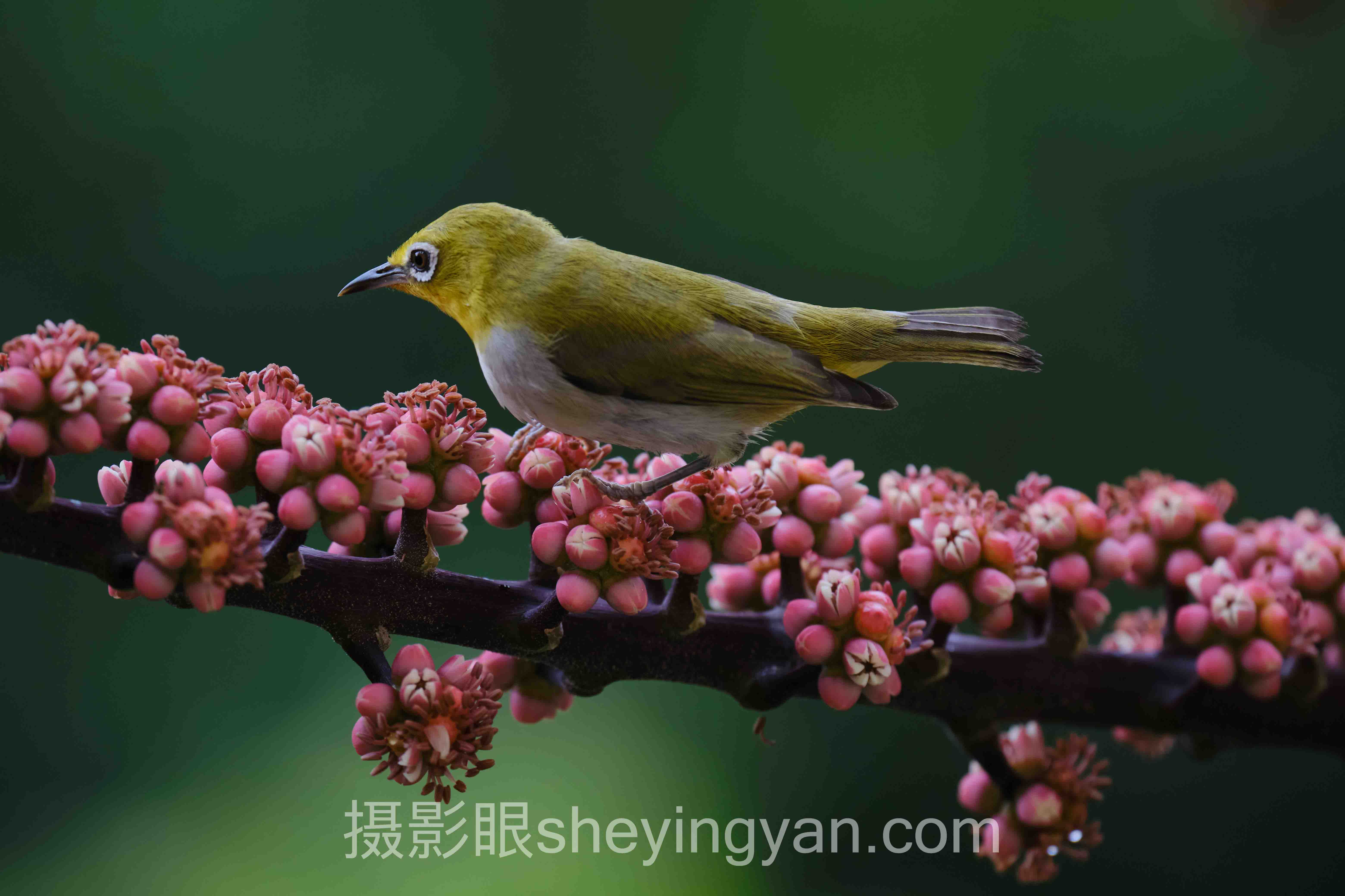 数据说话：怎么测试摄影水平？摄影眼官网评分数据全景报告